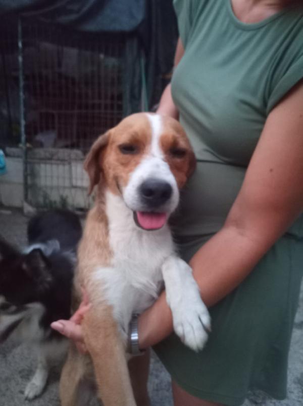 🐾💛GREGORIO – UN CUORE DOLCE CHE ASPETTA SOLO AMORE💕🧑🏻‍🧑🏻‍🧒🏻 Foto 5